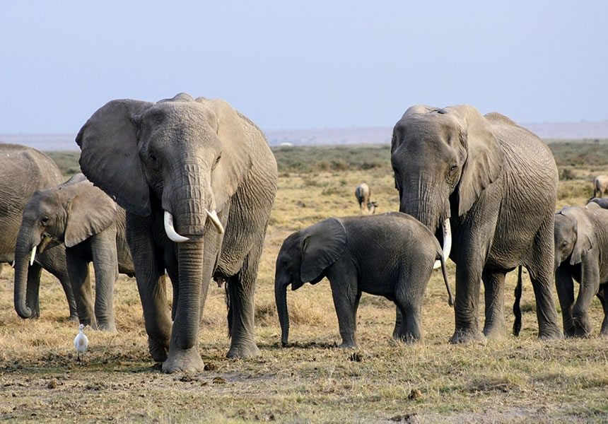 Elephants at Amboseli National Park with Kilimanjaro backdrop Kenya