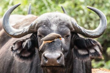 African buffalo in Ngorongoro Crater