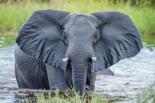 An elephant in Chobe river in Botswana