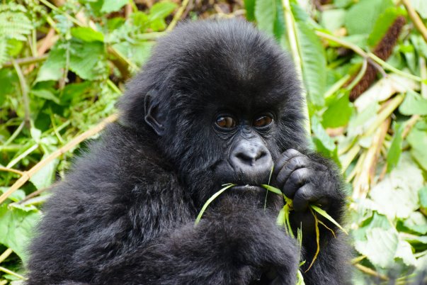Baby gorilla during gorilla trekking Uganda in Bwindi Impenetrable Forest
