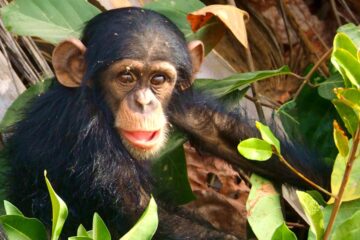 Chimpanzee trekking in Kibale Forest Uganda