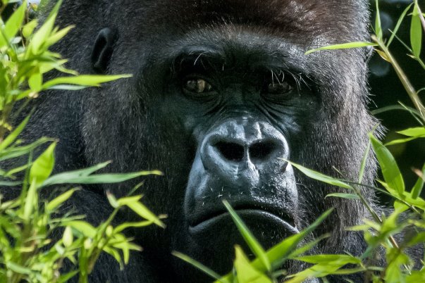 Mountain Gorilla during gorilla trekking Uganda in Bwindi Impenetrable Forest