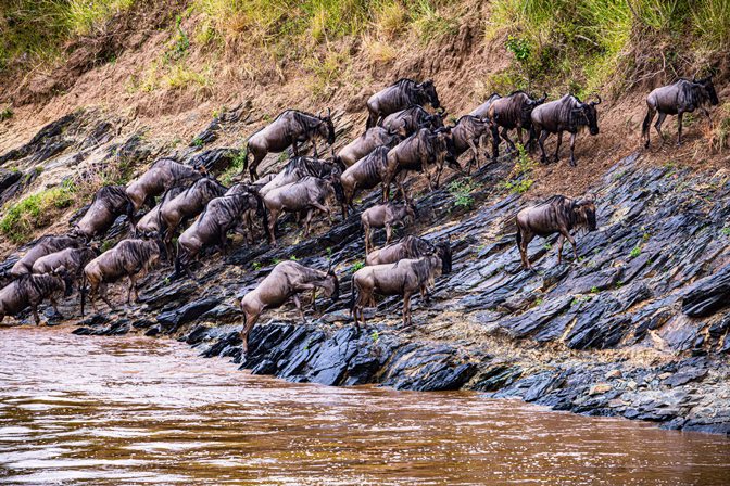 The Great Masai Mara Migration2