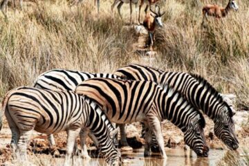 Zebras drinking water in Etosha national park in Namibia
