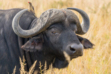 African Buffalo in Masai Mara National Reserve