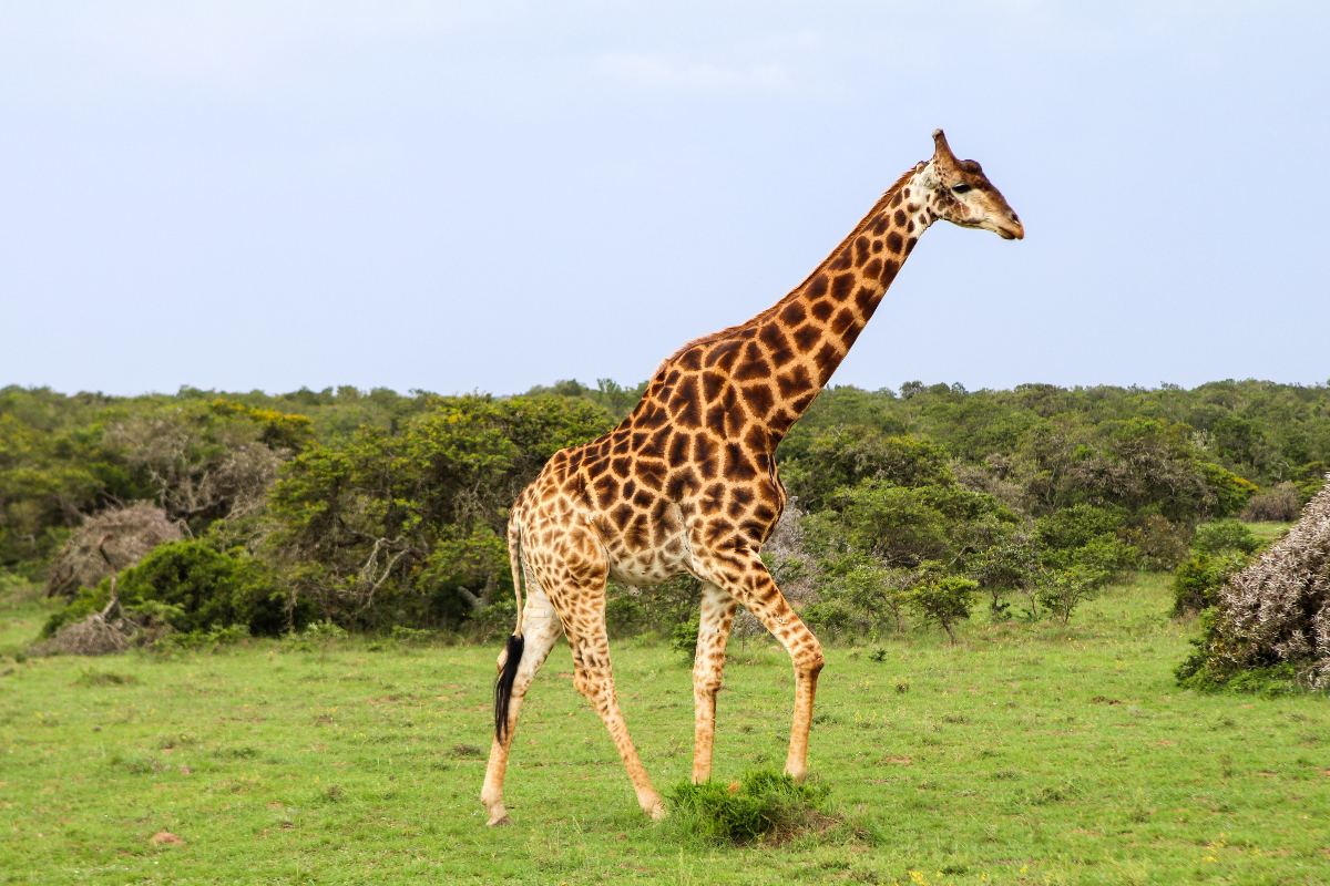 Giraffe walking in the plains Masai Mara