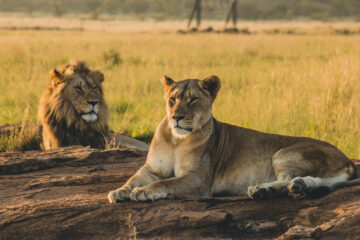 Lion and Lioness in the African savannah