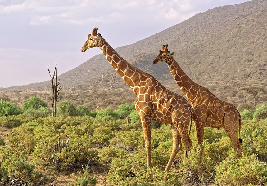 Kenya safari tours in Samburu National Reserve featuring rare northern species