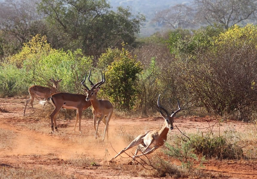 Kenya safari tours in Tsavo East and West National Parks with vast wilderness landscapes