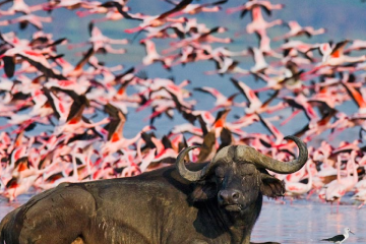 About Us 2 bird watching